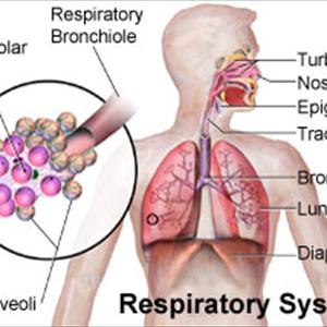 Natural Bronchitis Remedy 