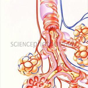 Medicine For Severe Bronchitis - Home Cures And Symptoms With Regard To Bronchitis