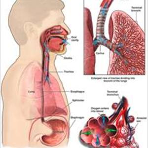 Herbal Remedy For Bronchitis 