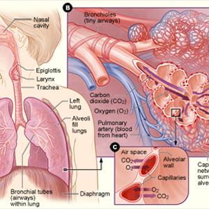 Bronchial Tube Spasms - COPD - The Easiest Way Handle Serious Obstructive Lung Sickness