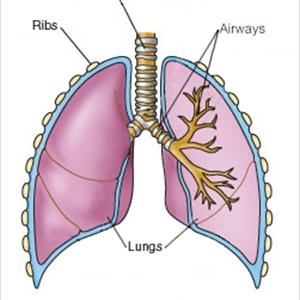 Best Rainforest Remedy For Cough - Can Bronchitis Always Be Contageous