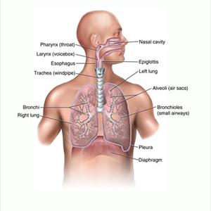 Pulmonary Reabilitation For Bronchitis - Signs Or Even The Signs Of Acute Bronchitis